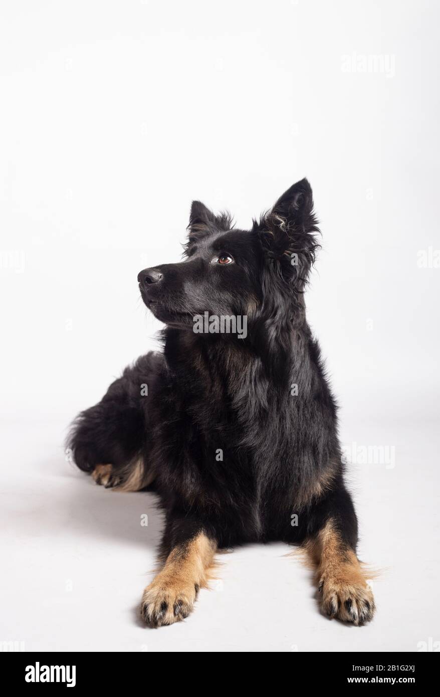 Black german cheap shepherd collie mix