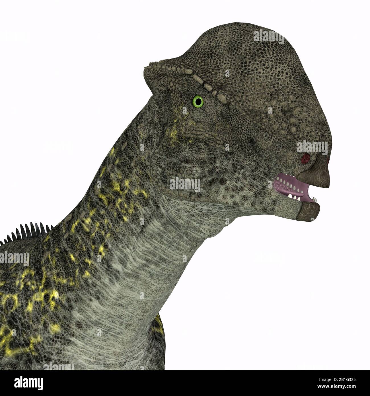 Pachycephalosaurus High Resolution Stock Photography And Images Alamy