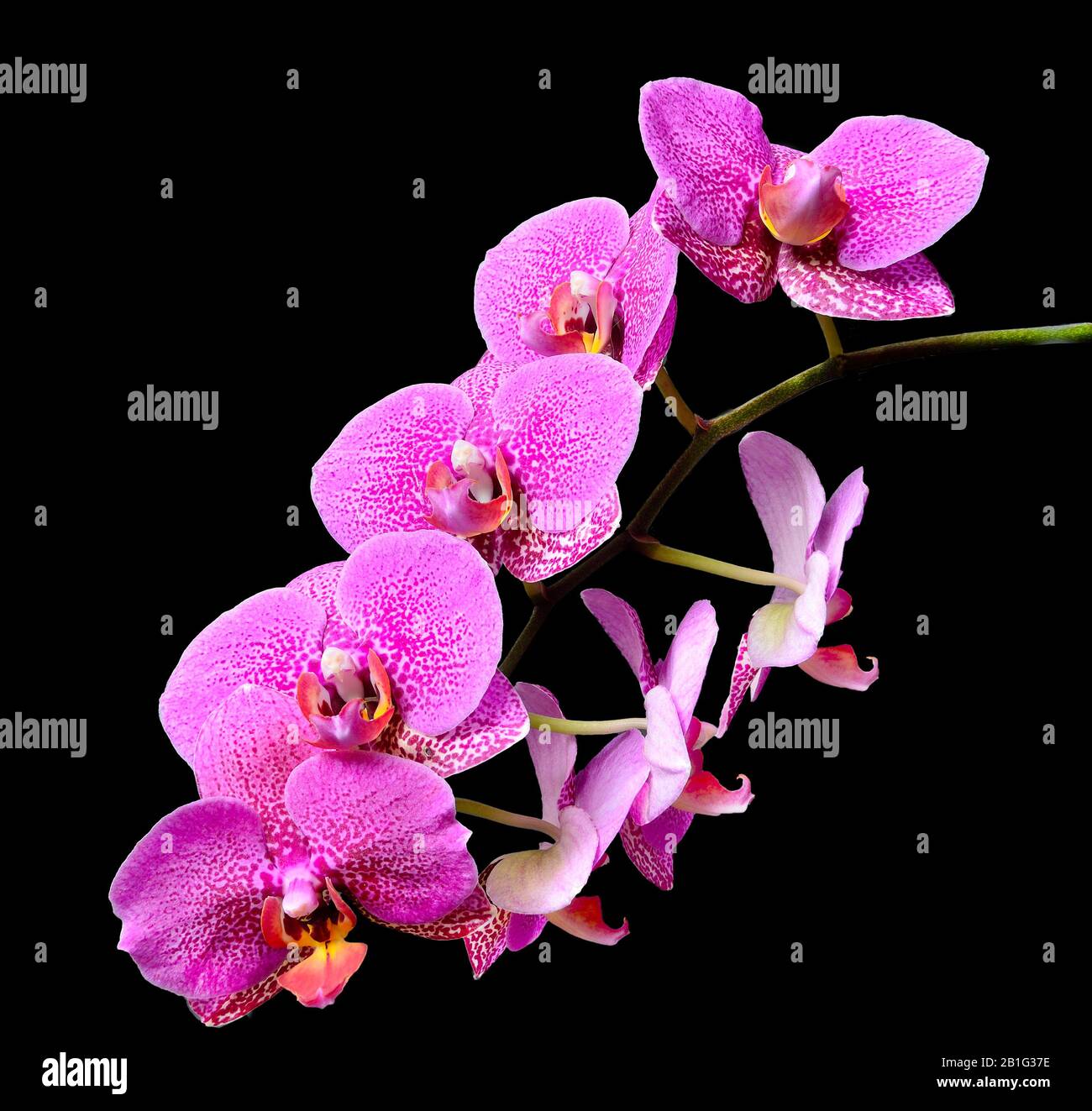 Branch of mauve pink delicate elegant tropical flowers Orchids or Phaleonopsis close up isolated on black background Stock Photo