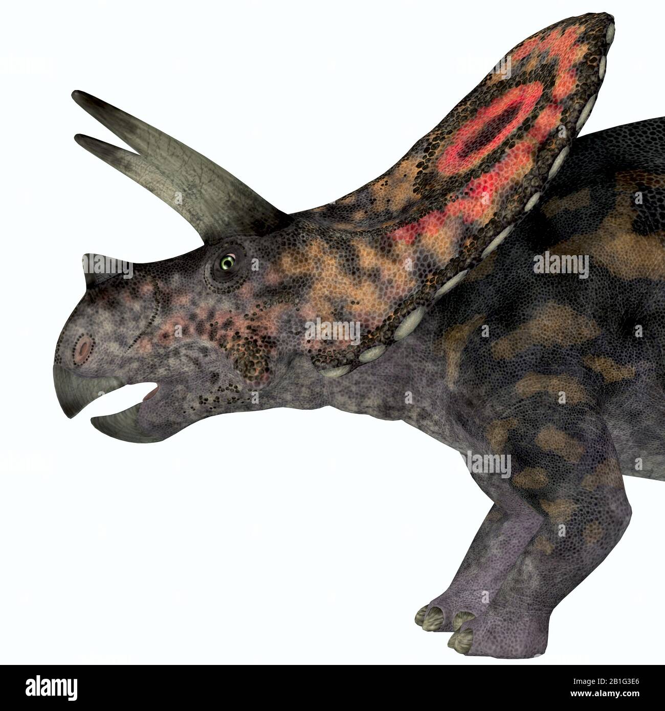 Torosaurus was a horned herbivorous Ceratopsian dinosaur that lived in North America during the Cretaceous Period. Stock Photo
