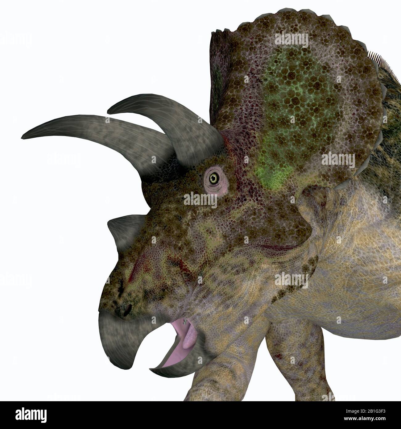 Triceratops was a herbivorous Ceratopsian dinosaur that lived in North America during the Cretaceous Period. Stock Photo