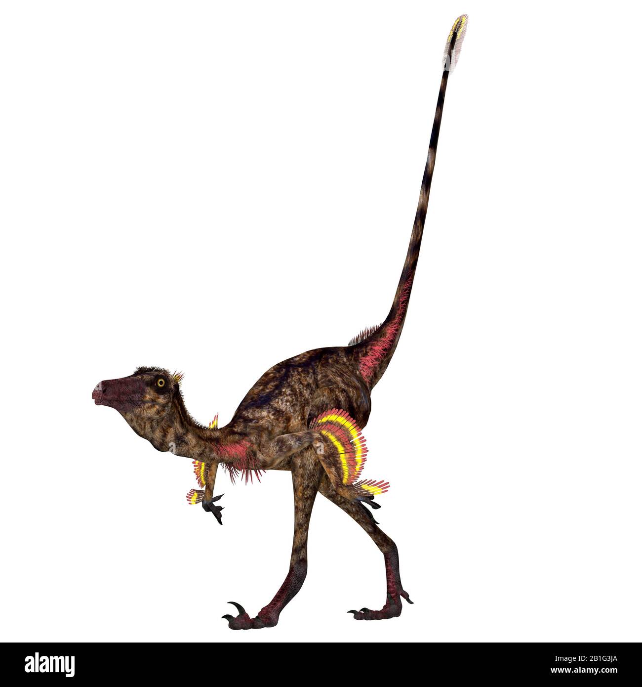 Troodon was a carnivorous theropod dinosaur that lived in North America during the Cretaceous Period. Stock Photo