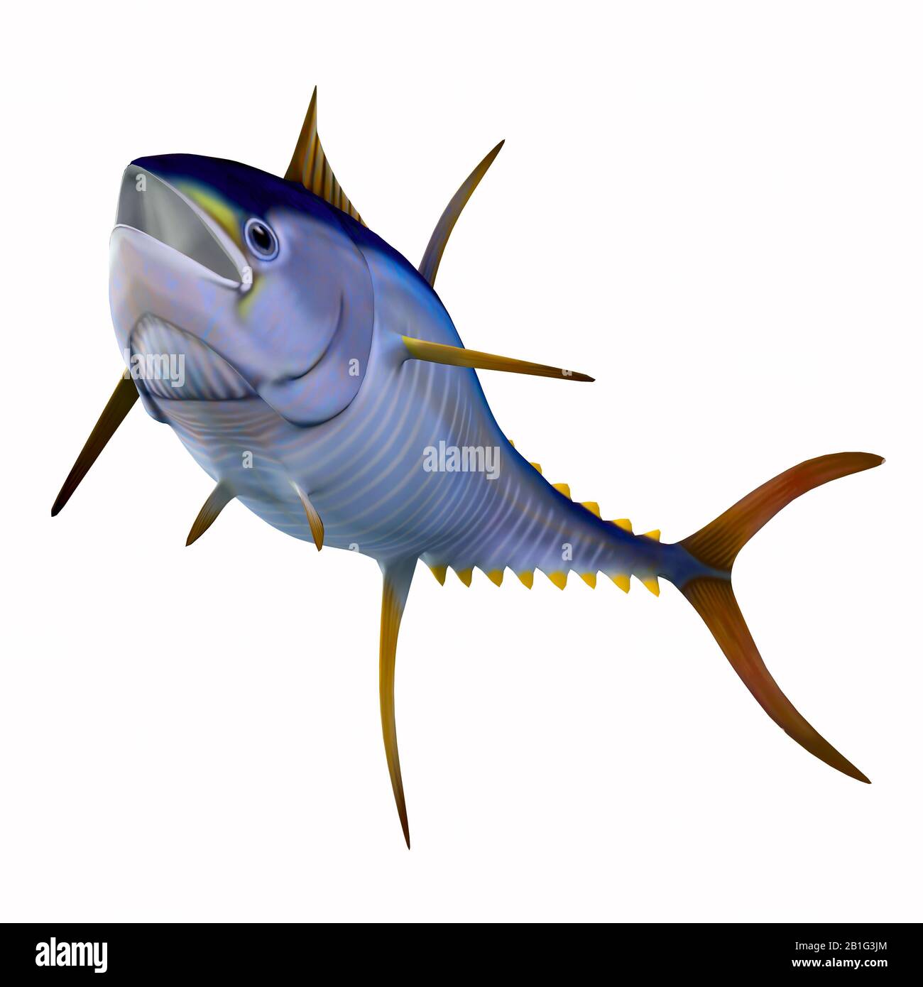 The Yellowfin tuna is a fast swimming predator that is found in worldwide oceans in large schools. Stock Photo