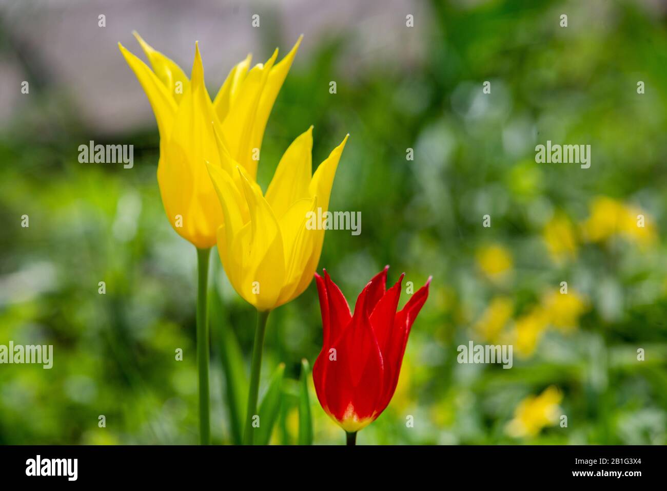 divine  plants   -   yellow tulips  and red tulips  -b  at  park   near Karl Foerster  house Stock Photo