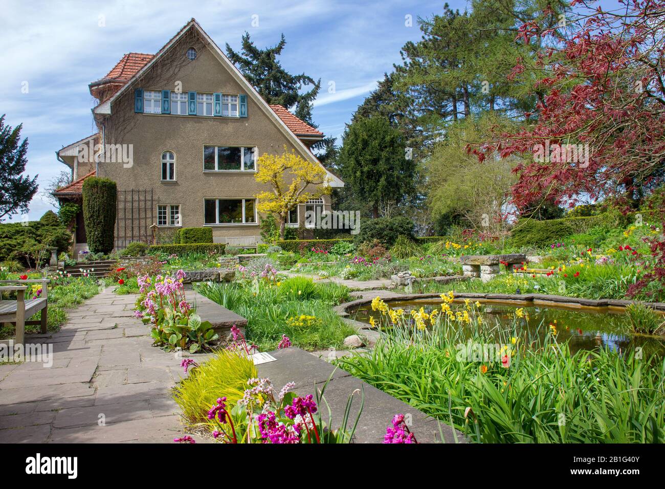 divine yellow tulips  and blooming frankincense flowers  at  park of Karl Foerster  house  - small pond  and Japanese  maple.   Idyllic springtime AT Stock Photo