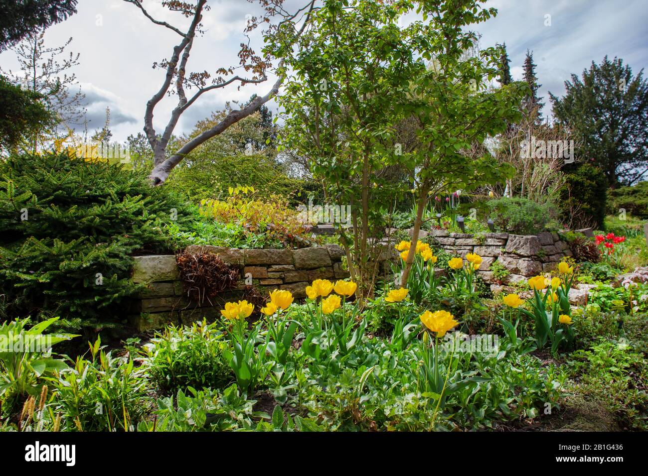 divine yellow tulips at  park of Karl Foerster  house  . Idyllic springtime AT pOTSDAM , gERMANY Stock Photo