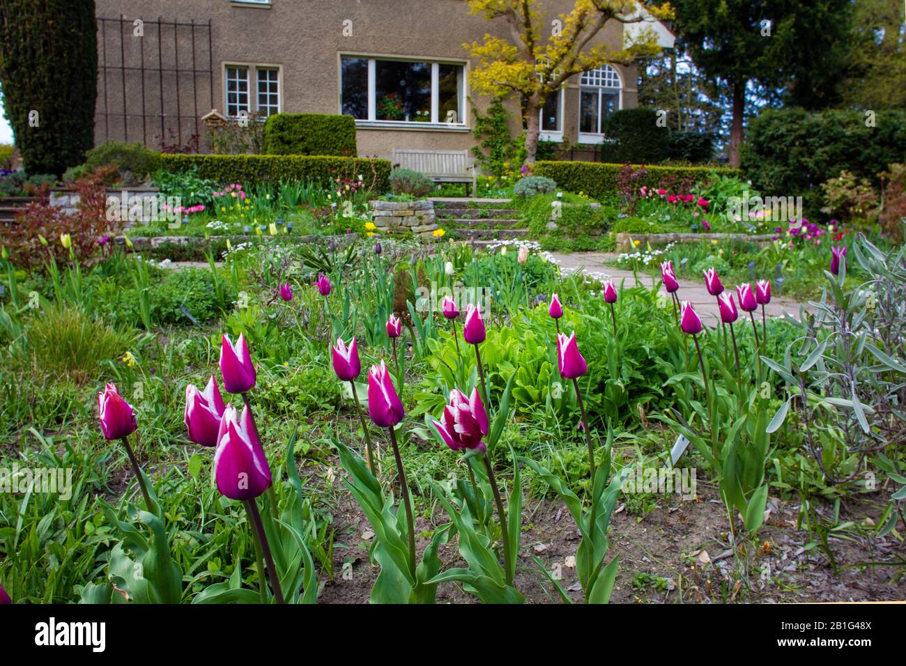 Purple  tulips  at garden near Karl Foerster house  at awe  springtime Stock Photo