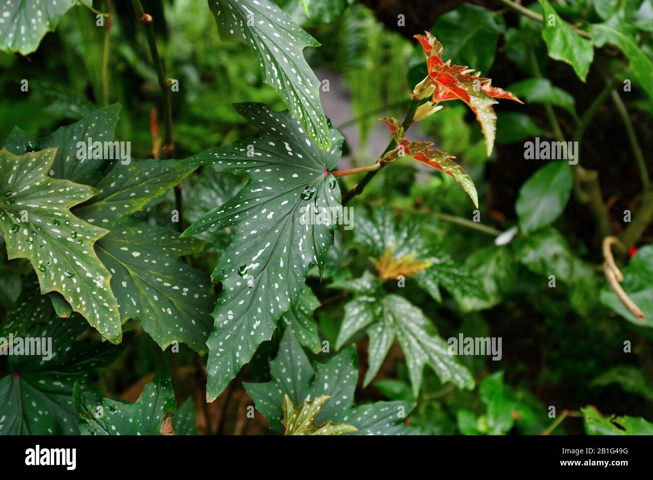 Tropical 'Begonia Aconitifolia' plant with deeply toothed to lobed leaves with white dots, endemic to Brazil Stock Photo