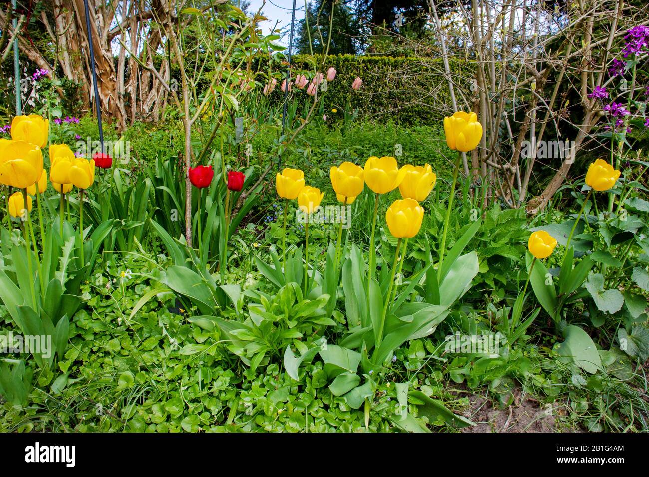 Awe Yellow and  pink tulips  at garden near Karl Foerster house Stock Photo