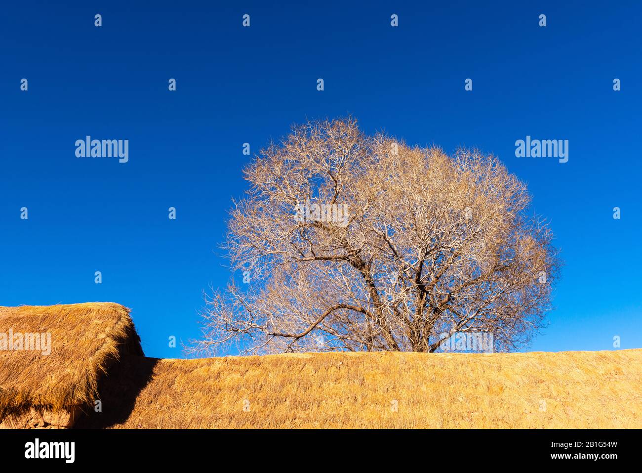 Bald tree in  the small town of Susques in National Route 52, high-altitude Andes, Puna desert, Province of Jujuy, NW Argentina, Latin America Stock Photo