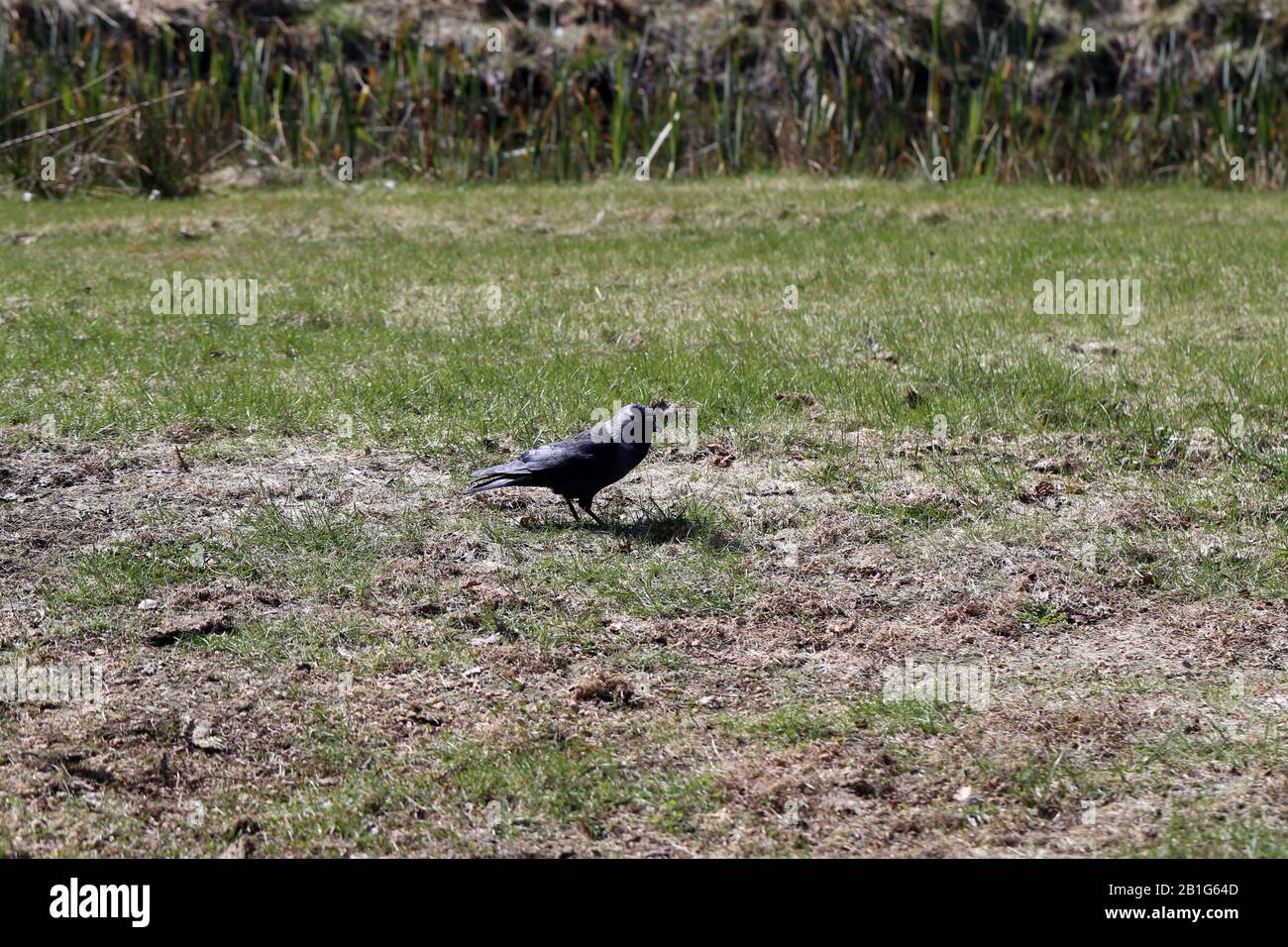 One hooded crow (corvus corone cornix) bird on a meadow in Finland. Stock Photo