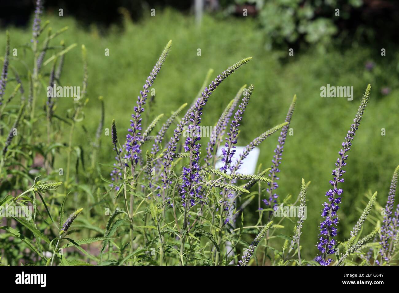 Flower field full of purple sage (salvia) flowers. Blooming flowers during a spring day. in the background there is green grass. Closeup color photo. Stock Photo