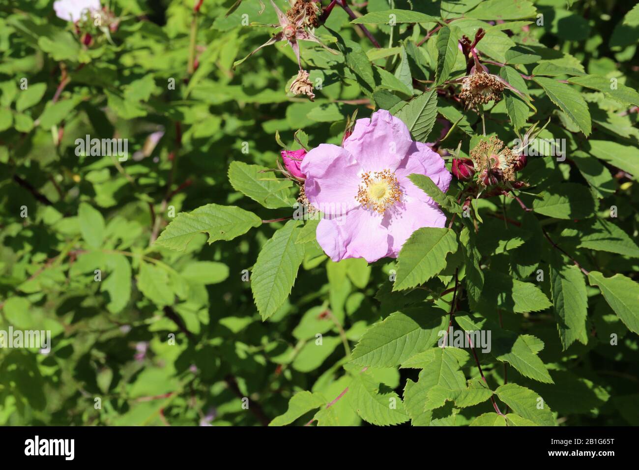 Light pink rose flower in a rose bush. A lot of green leaves around the