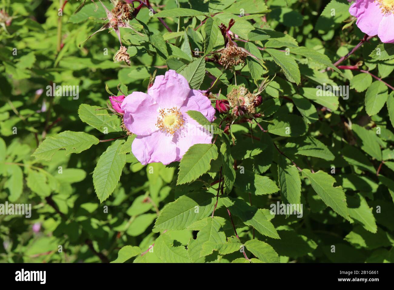 Light pink rose hires stock photography and images Alamy