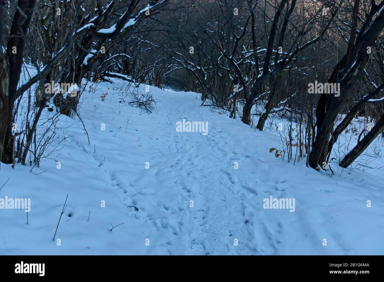 Landscape with winter forest and road in snowy Vitosha mountain, Bulgaria Stock Photo