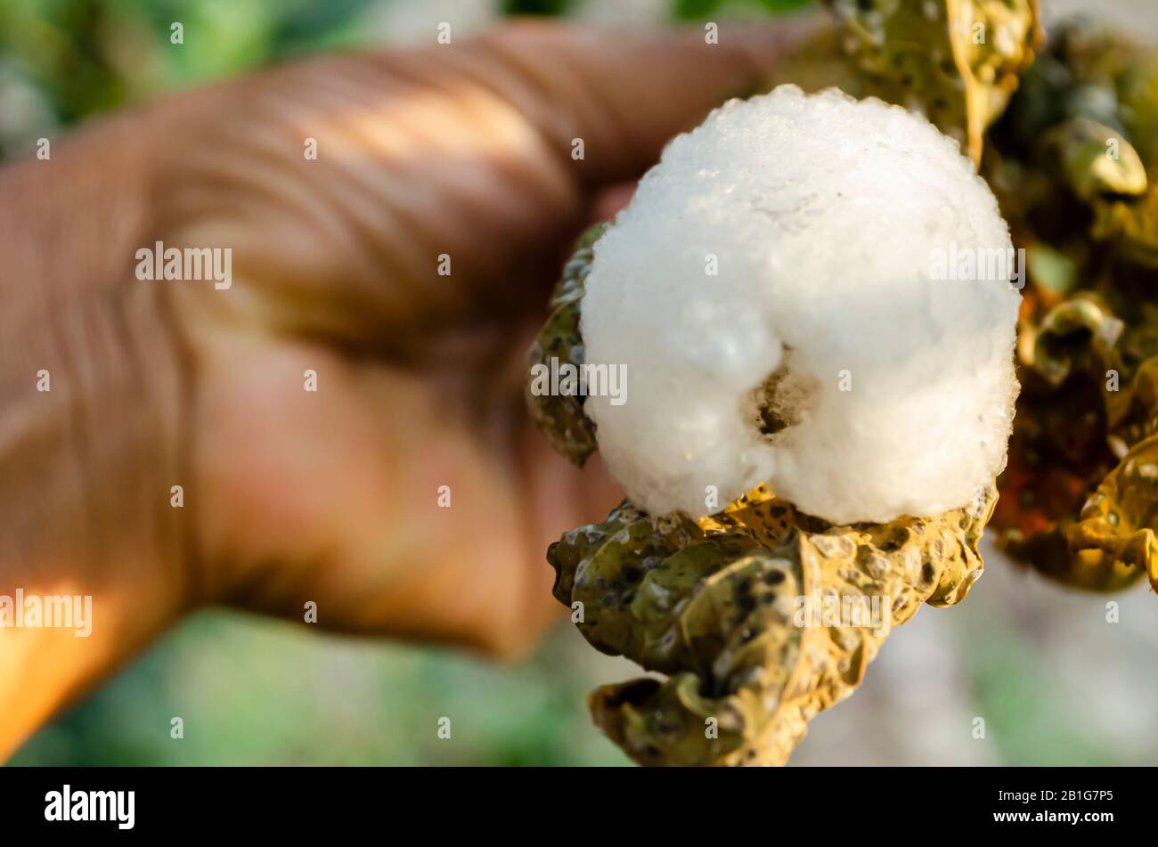 Hole End Of Braconid Wasp Cocoons Stock Photo
