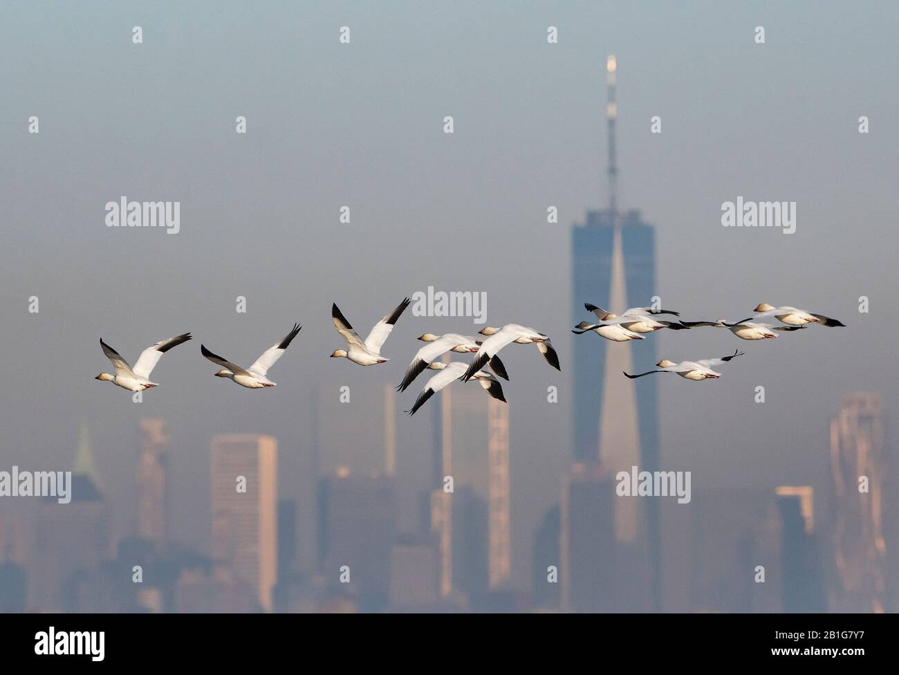A flock of snow geese flying in front of New York City skyline Stock Photo Alamy