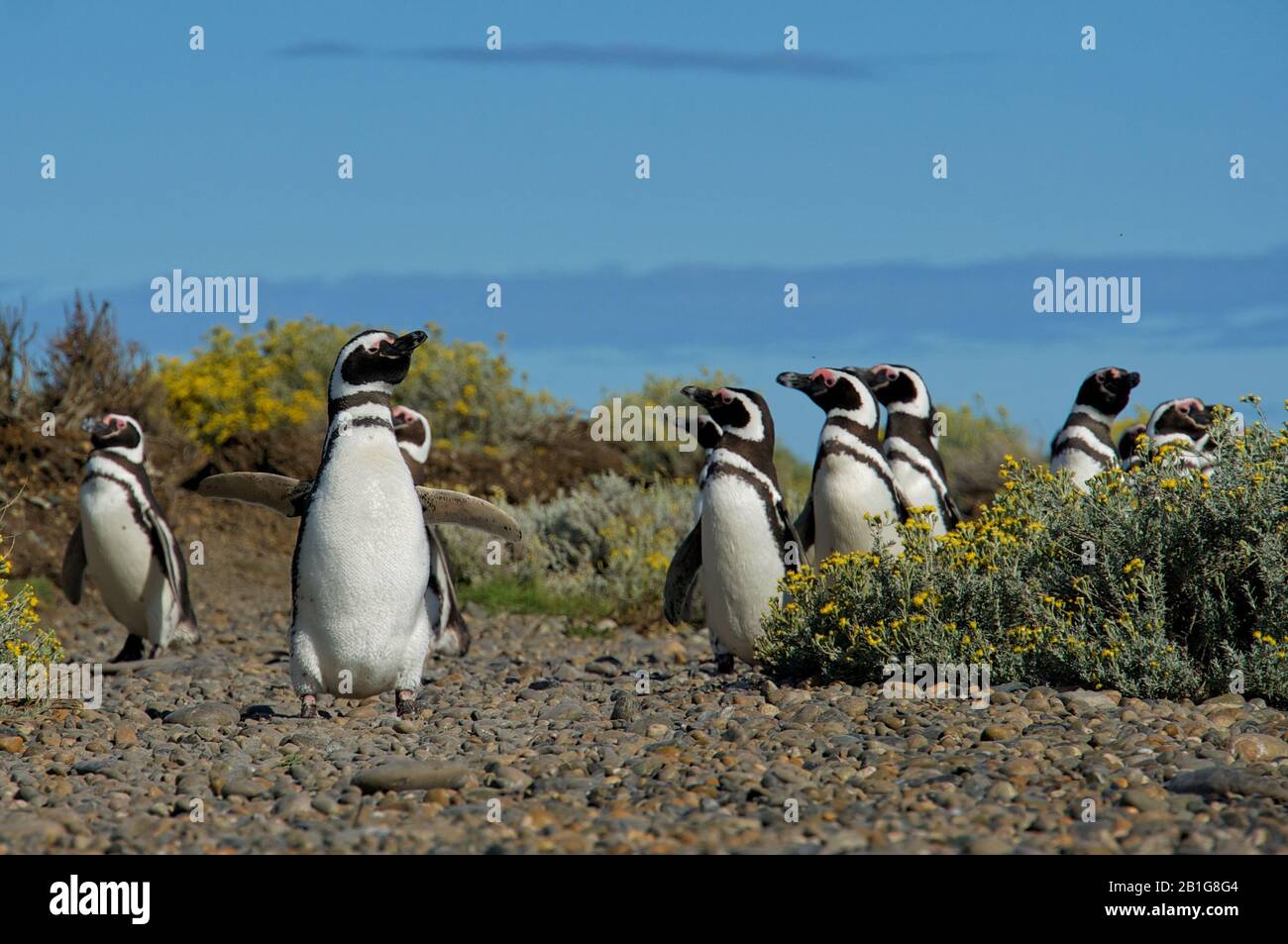 Magellanic penguin at Cabo Virgenes Stock Photo
