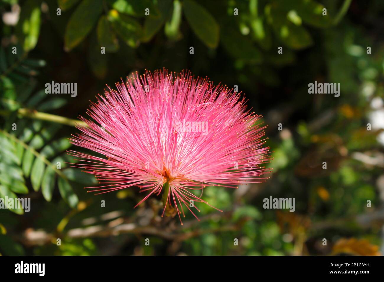 Pink original flower with long and thin petals Stock Photo
