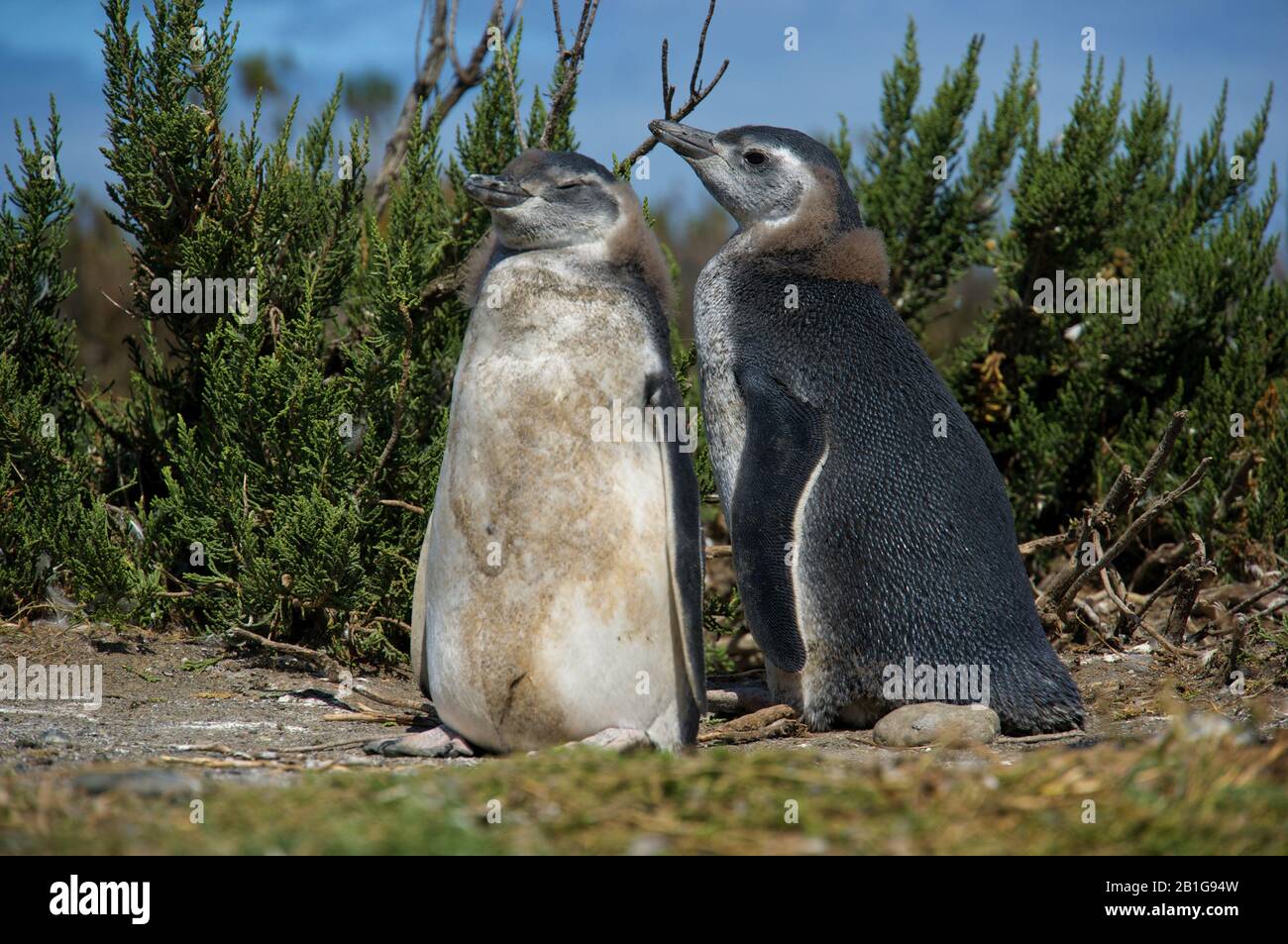 Magellanic penguin with Chicks or juveniles at Cabo Virgenes during breeding season Stock Photo