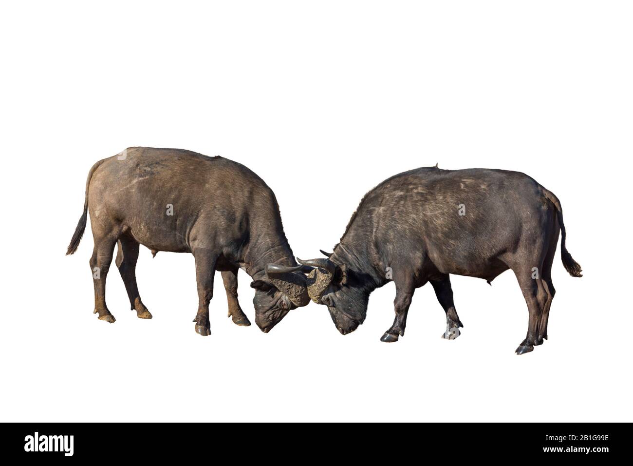 Two African buffalo bulls dueling in riverbank in Kruger National park, South Africa ; Specie Syncerus caffer family of Bovidae Stock Photo