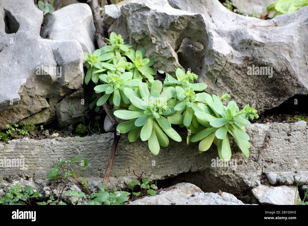 Sedum or Stonecrop hardy perennial leaf succulent plants with thick