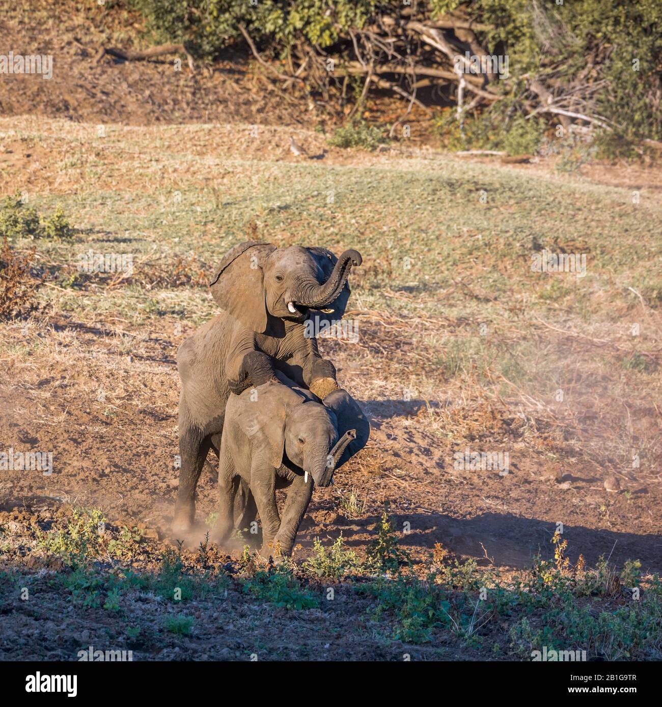 Elephants mating hires stock photography and images Alamy