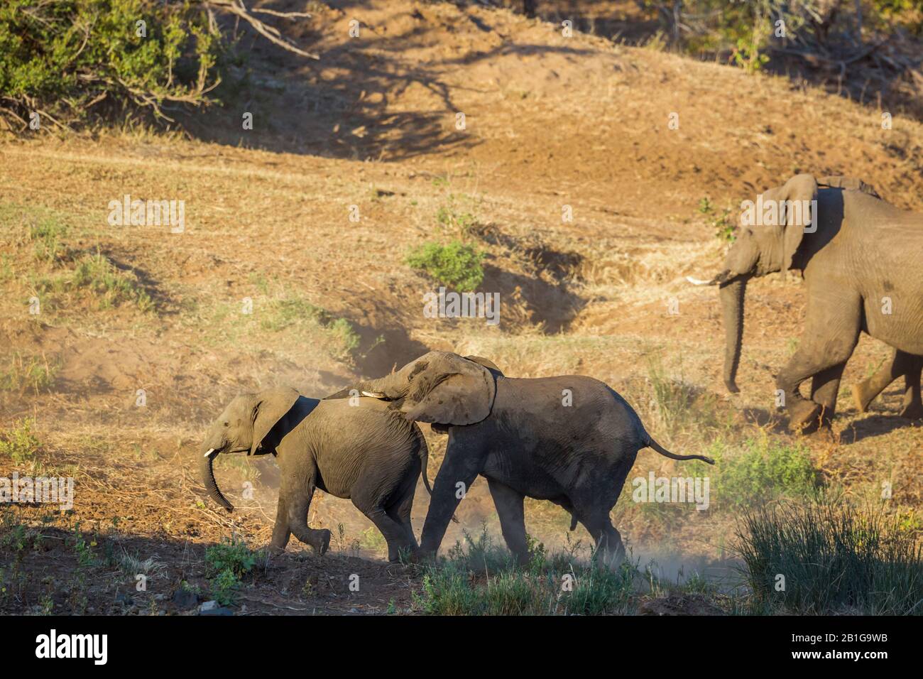 Elephants mating hires stock photography and images Alamy