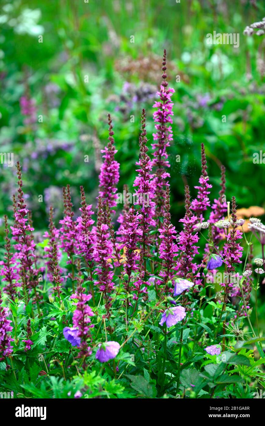 lythrum salicaria,loosestrife,pink purple flowers,flowers,flowering,perennial,spike,spikes,spire,spires, RM Floral Stock Photo