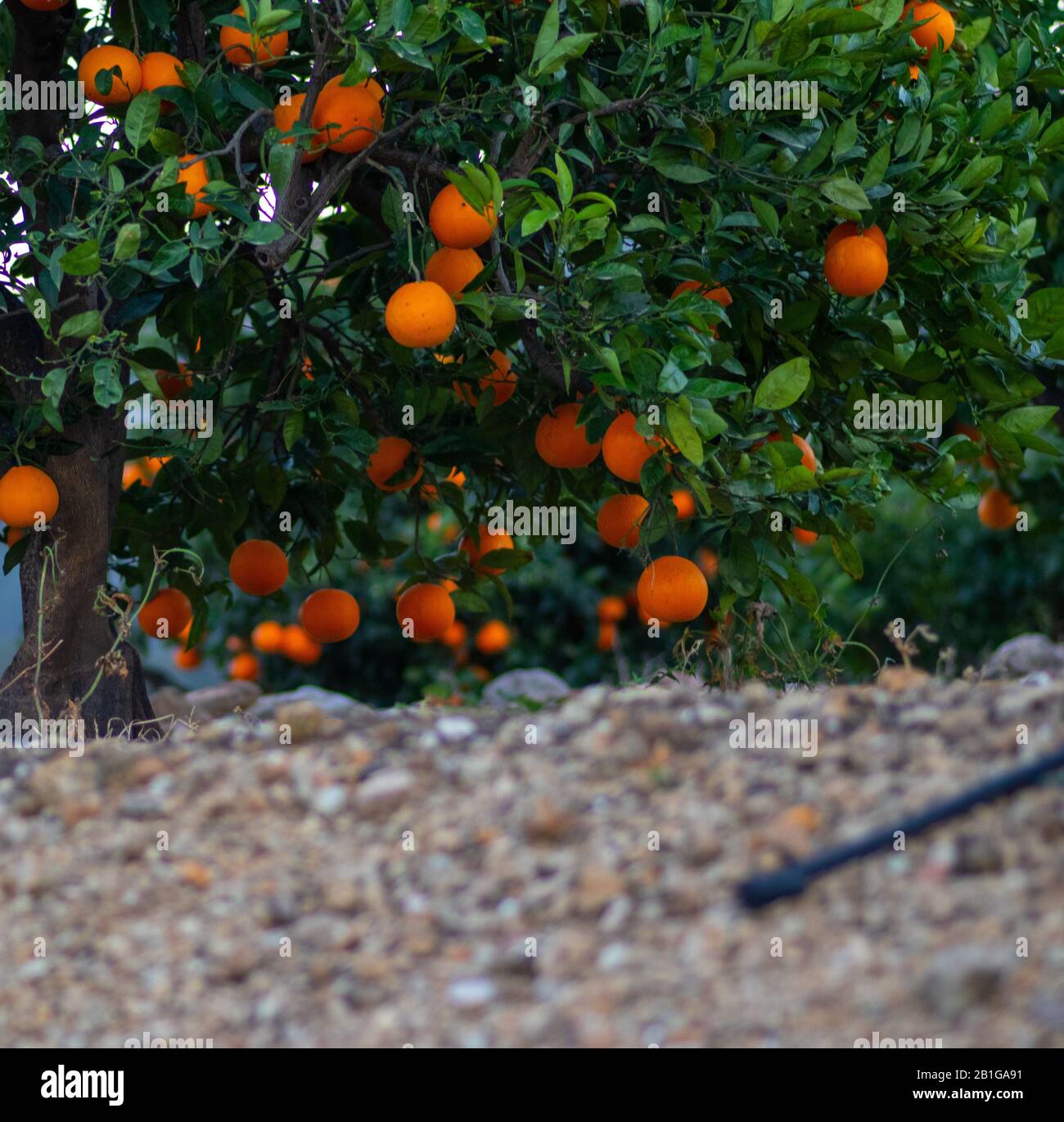 orange fruit trees taken from below without picking up with a very striking color Stock Photo