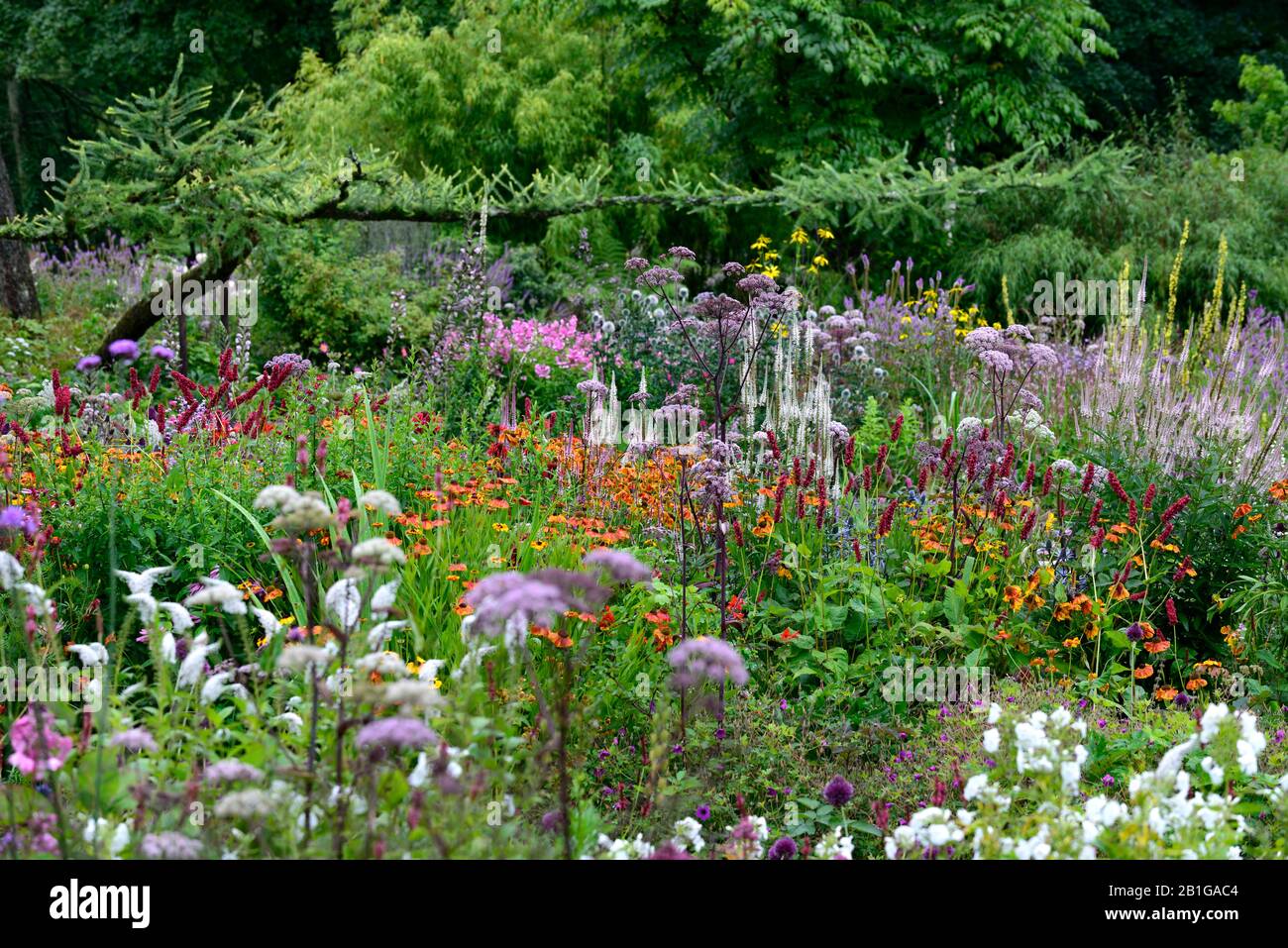 Mixed herbaceous border hi-res stock photography and images - Alamy