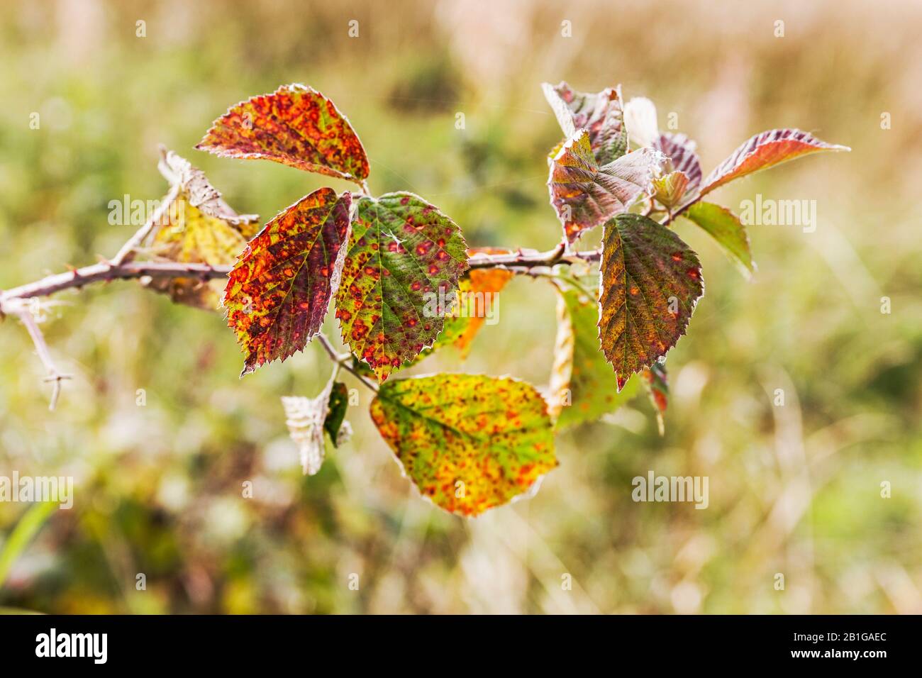 The fungal disease Phragmidium tuberculatum or leaf rust on a UK rose plant. Stock Photo
