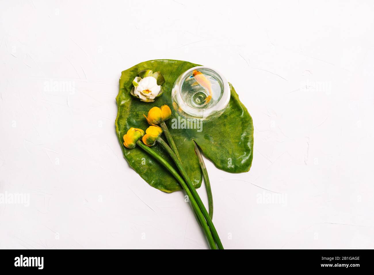 A large green leaf with flowers and a goldfish in a glass goblet. Fresh white and yellow flowers. Natural summer background, colorful flower arrangeme Stock Photo