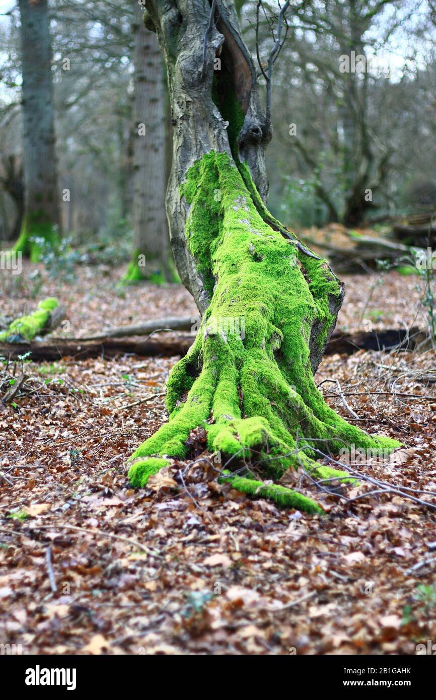 Hornbeam tree with a substantial covering of Moss in ancient forest England, UK. Tamerisk Moss. Hornbeam hardwood tree trunk. Woodland. Forest. Forestry. Woodland floor with leaf covering. Foreground single tree. Trees in background. Green planet. Eco system. Earth. Stock Photo