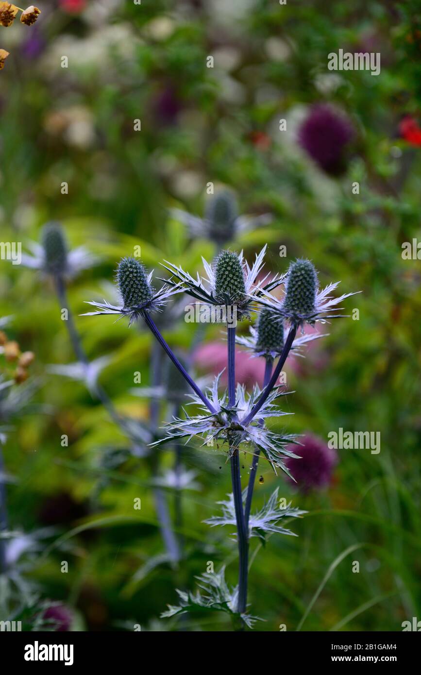 eryngium ,blue flowers,flowering,mixed border,ornamental thistle,gardens,RM Floral Stock Photo