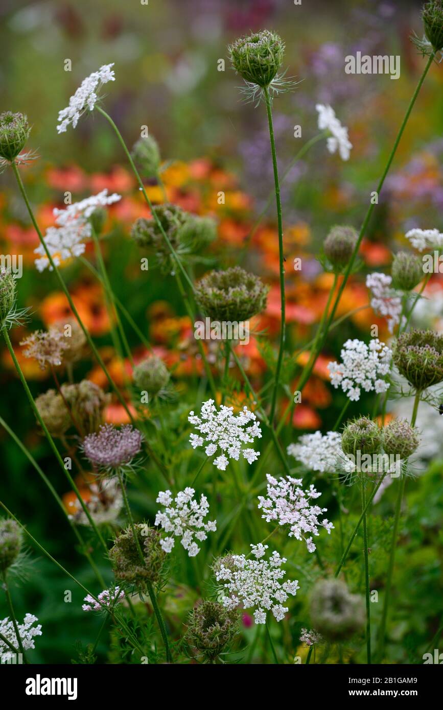 carota daucus,white flower,flowers,flowering,perennial,mix,mixed,bed,border,umbellifer,umbellifers,RM Floral Stock Photo