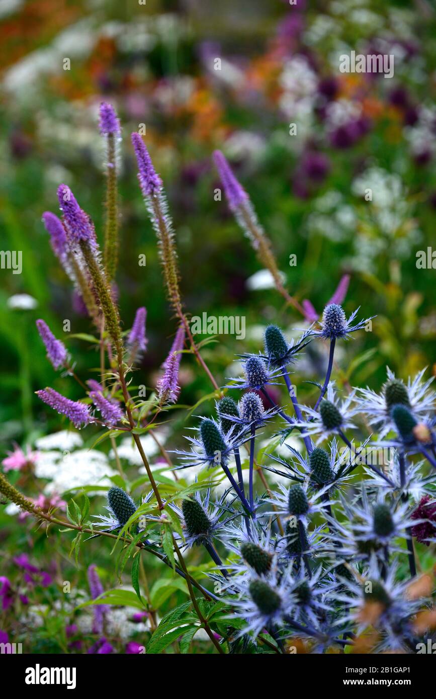 eryngium ,blue flowers,flowering,mixed border,ornamental thistle,gardens,Veronicastrum virginicum Fascination,Culver's Root,lilac,pale blue,flowers,fl Stock Photo