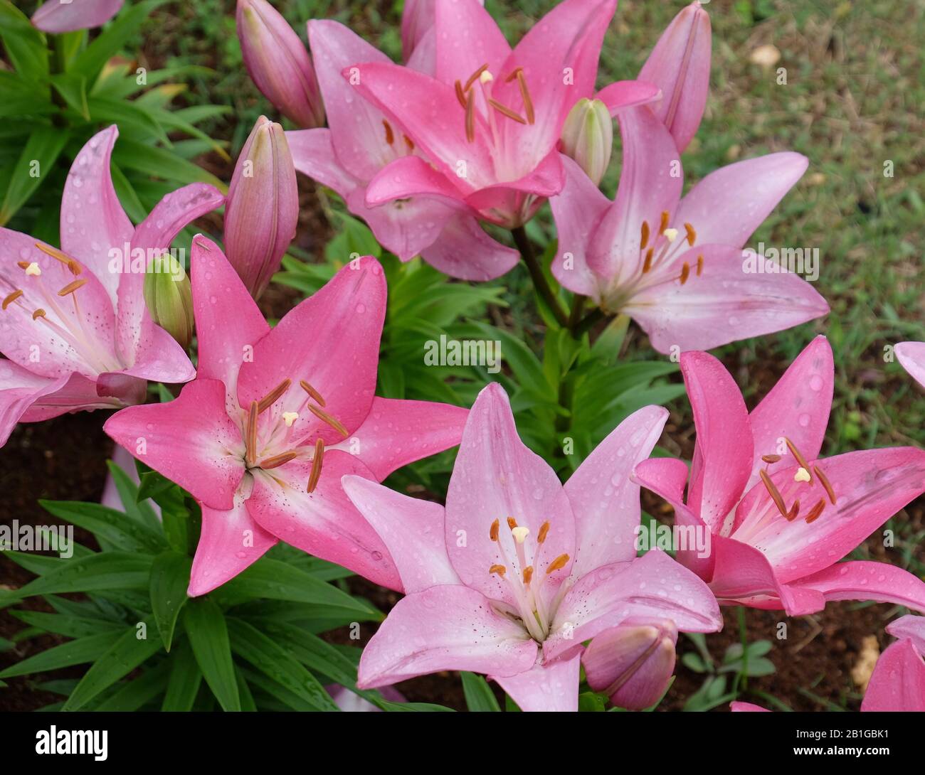 Group of Pink Lilies Stock Photo