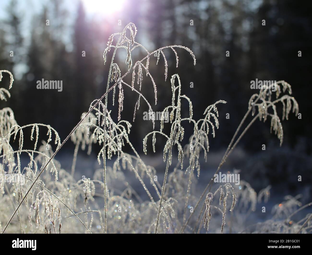 Frosty grass spikes in backlight in front of forest. Stock Photo