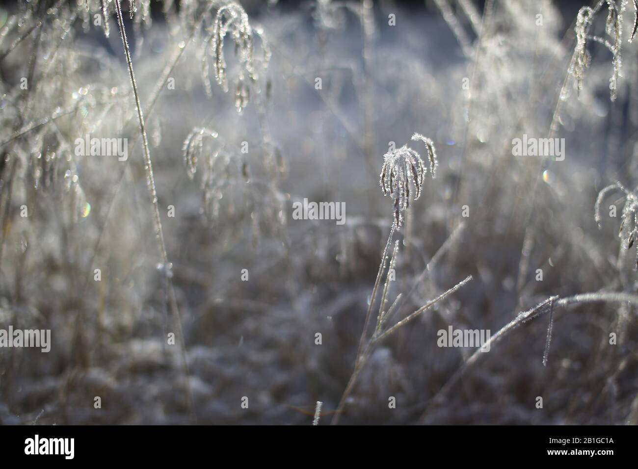Frosty grass spikes backlit in selective focus shot. Stock Photo