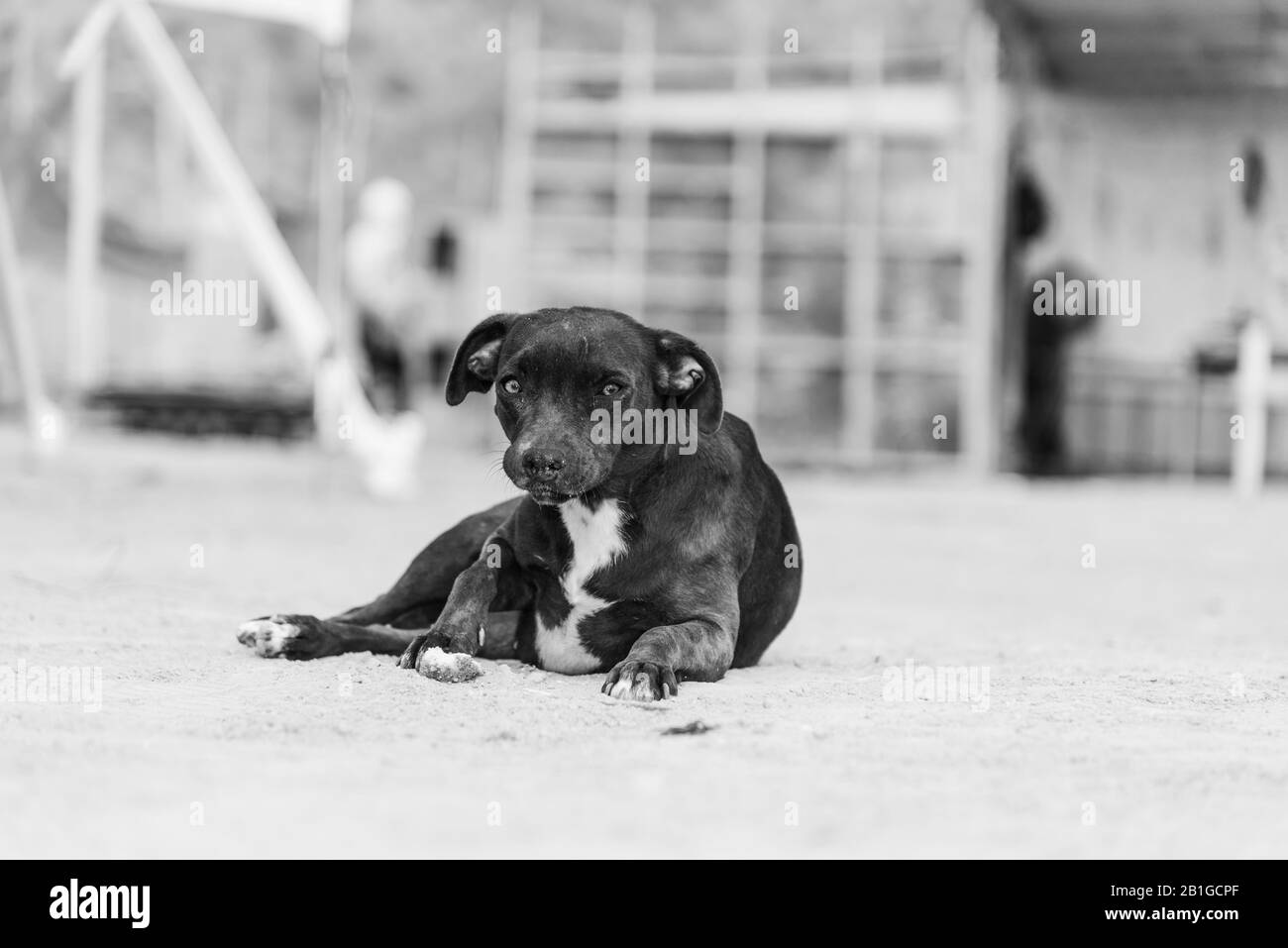 Street dog Stock Photo