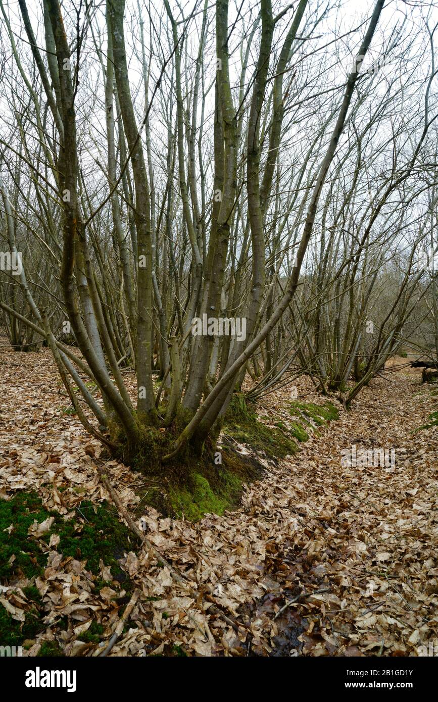 Sweet chestnut coppice in Sussex UK. Stock Photo