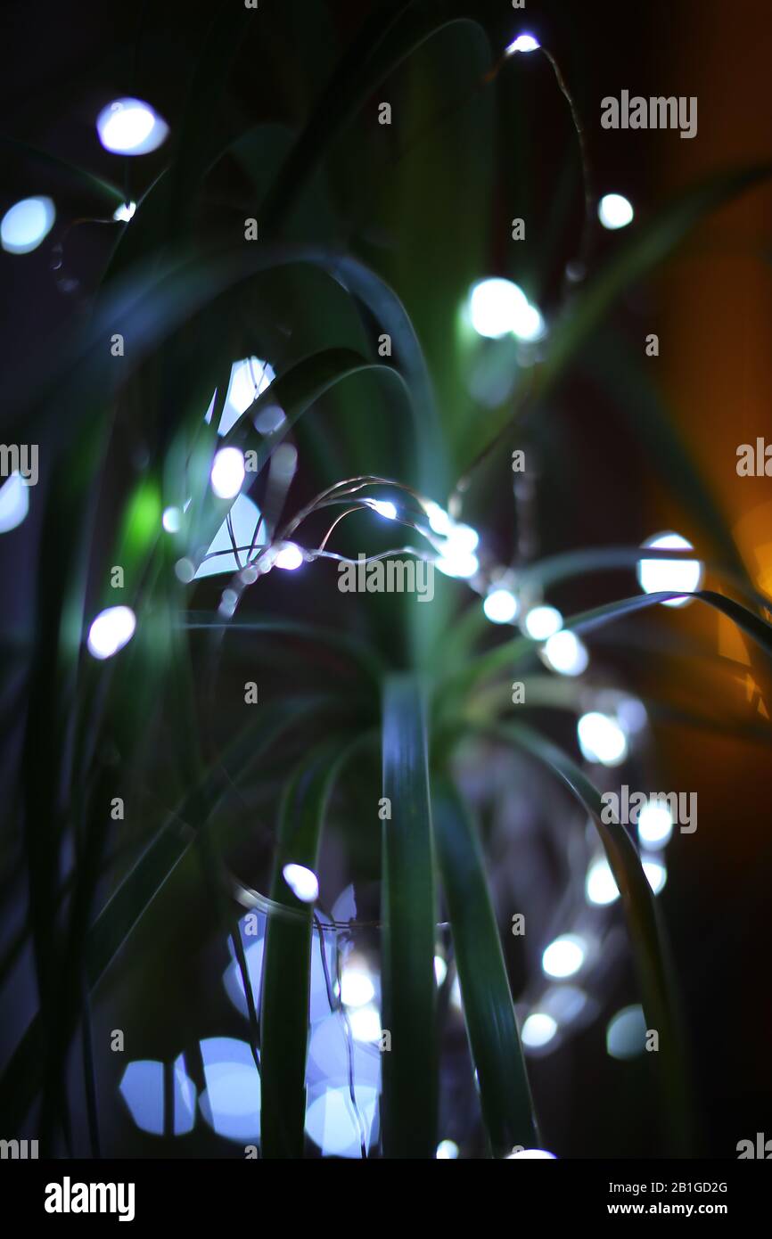 Close up of elephants foot decorated for christmas. Stock Photo