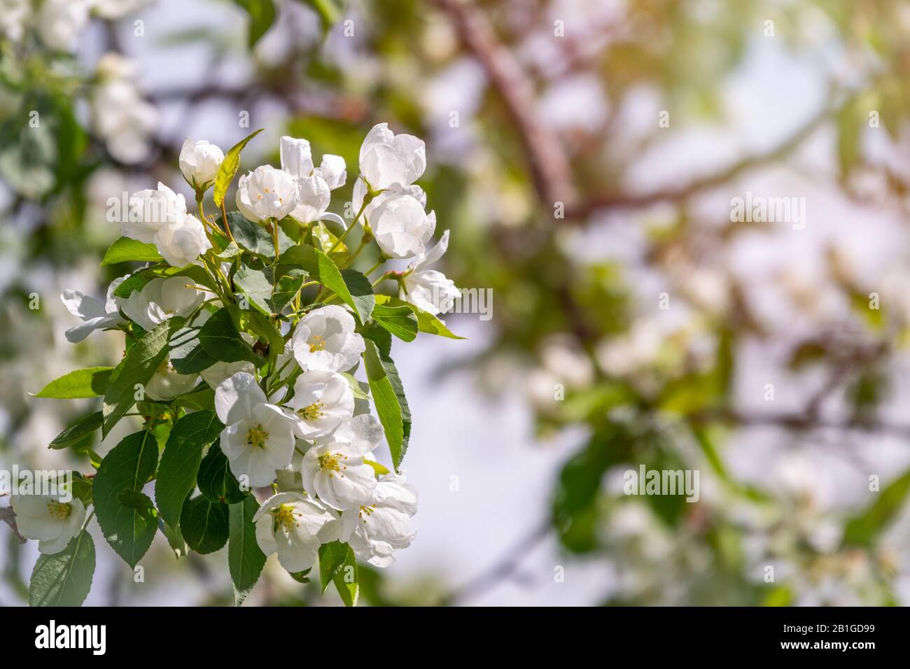 White blossoming apple trees. Spring season, spring colors Stock Photo ...