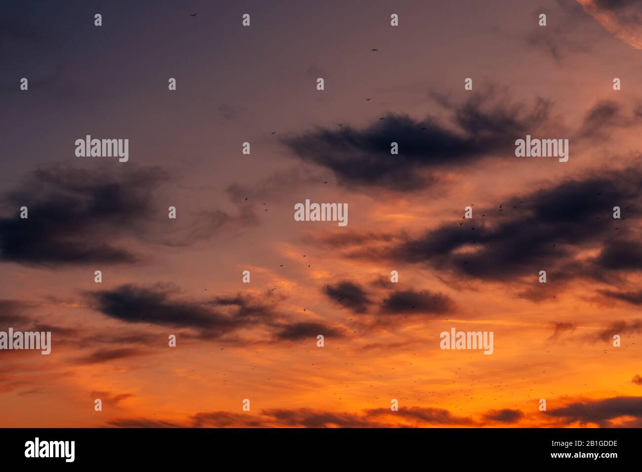 Seagulls flying silhouette hires stock photography and images Alamy