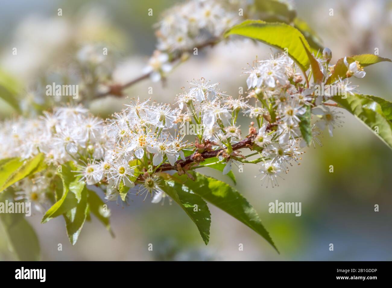 White cherry flowers. The branches of a blossoming tree. Cherry tree in