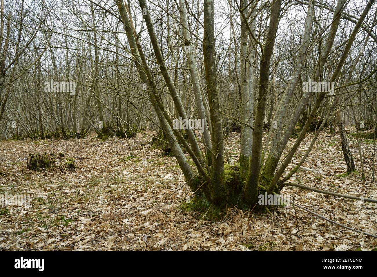 Sweet chestnut coppice in Sussex UK. Stock Photo
