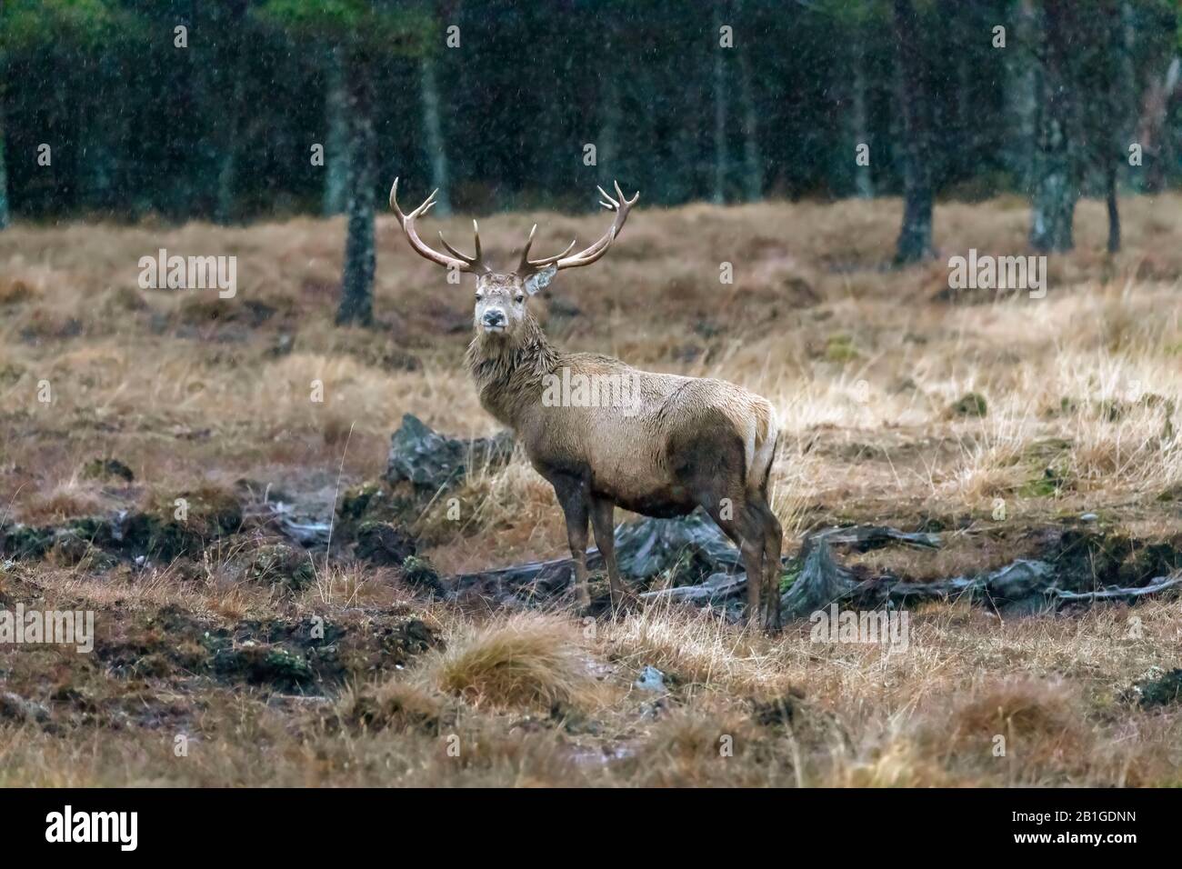 Red deer stag in winter, Cairngorms, Scotland Stock Photo