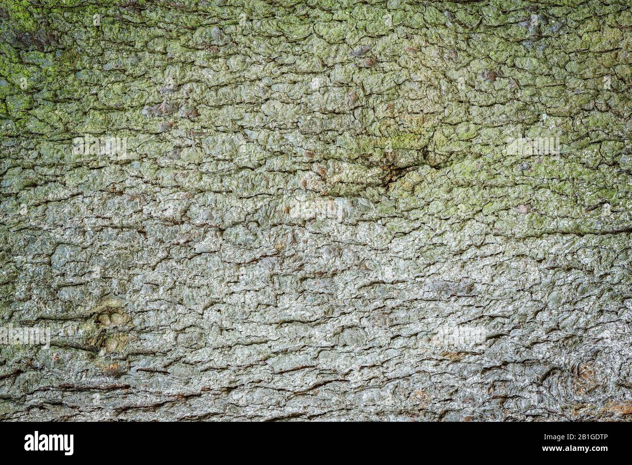 Green moss on the pine tree bark Stock Photo Alamy