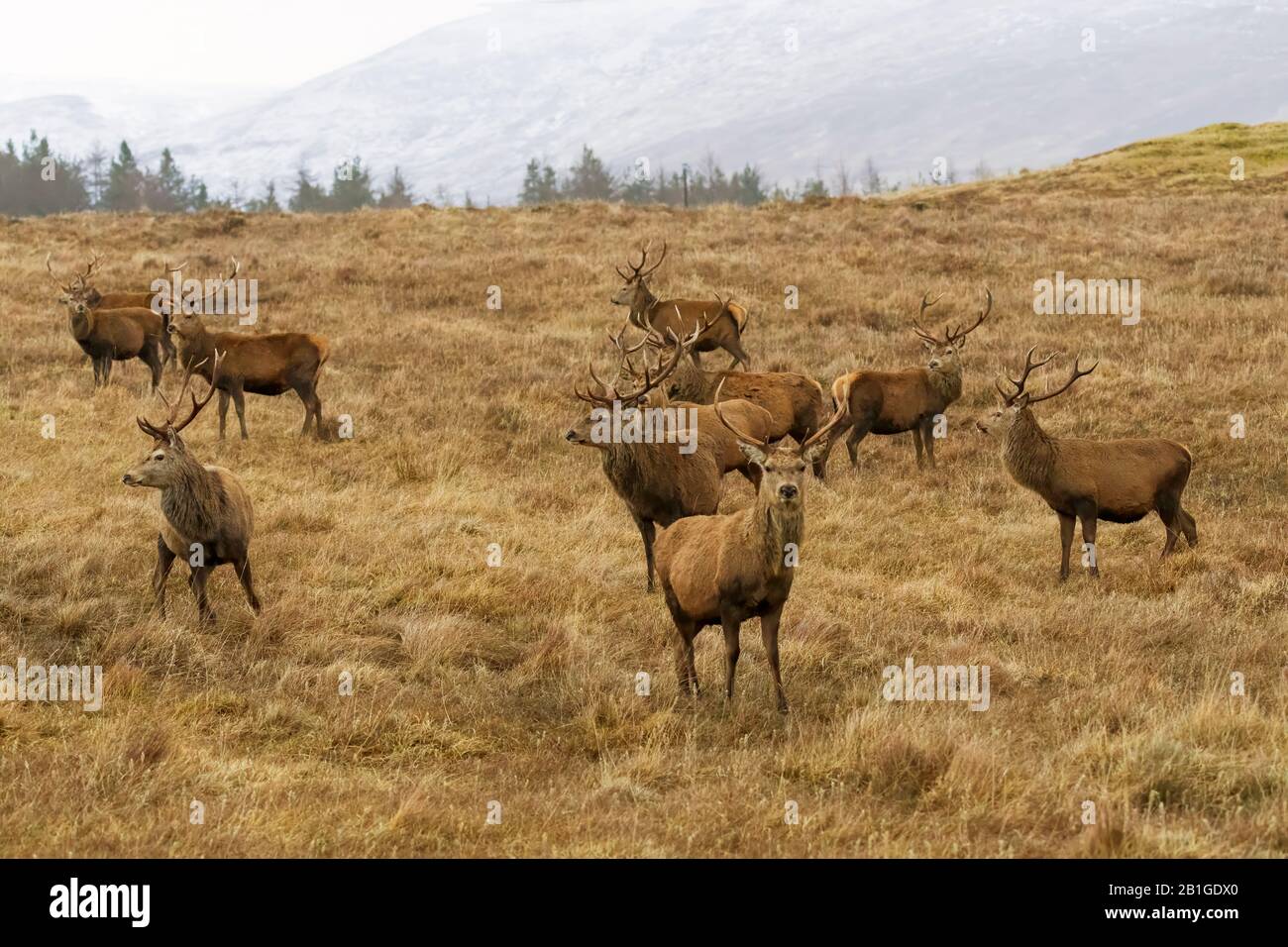 A group of Red deer stags in winter, Cairngorms, Scotland Stock Photo